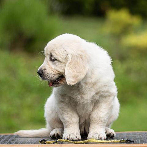 Lindenhoney Be My Lover