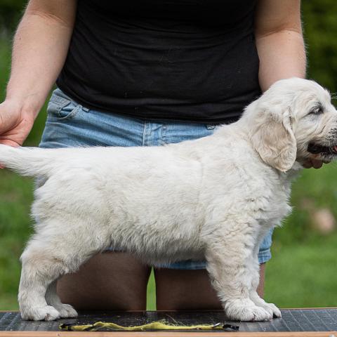 Lindenhoney Be My Lover