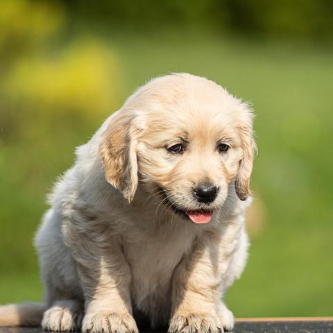 Lindenhoney Blanche Dubois