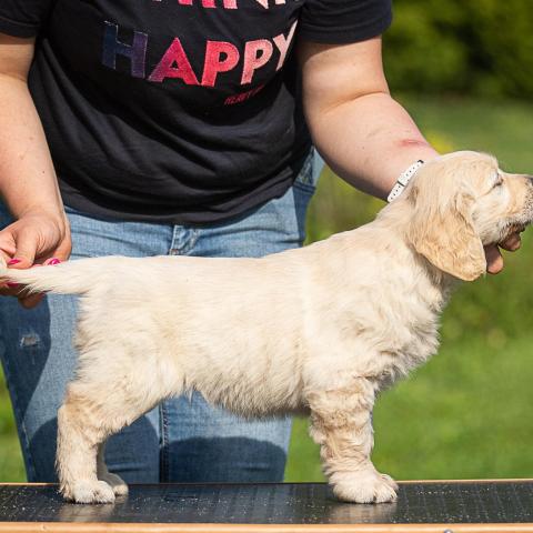 Lindenhoney Blanche Dubois