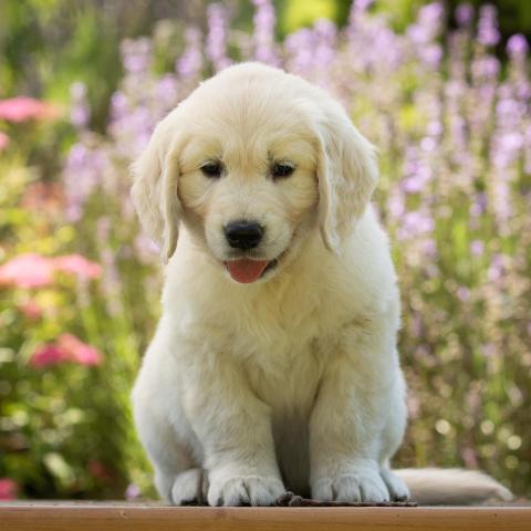 Lindenhoney Chocolate Parfait