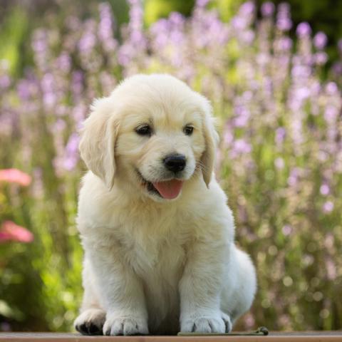 Lindenhoney Cup Of Tea