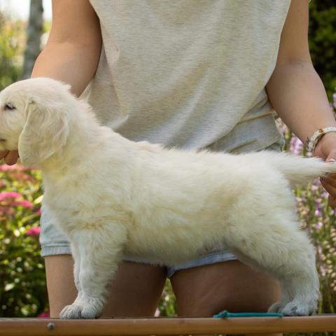 Lindenhoney Cheerleader