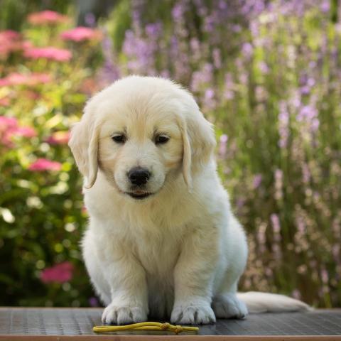 Lindenhoney Coffee Melange