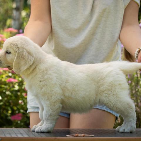 Lindenhoney Cherry On The Cake