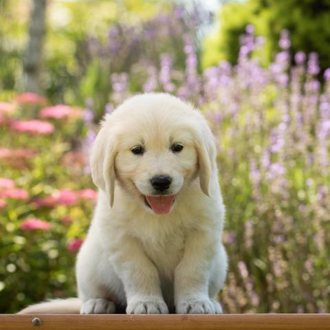 Lindenhoney Cinnamon Roll