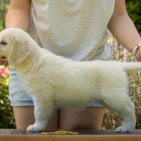 Lindenhoney Coffee Melange