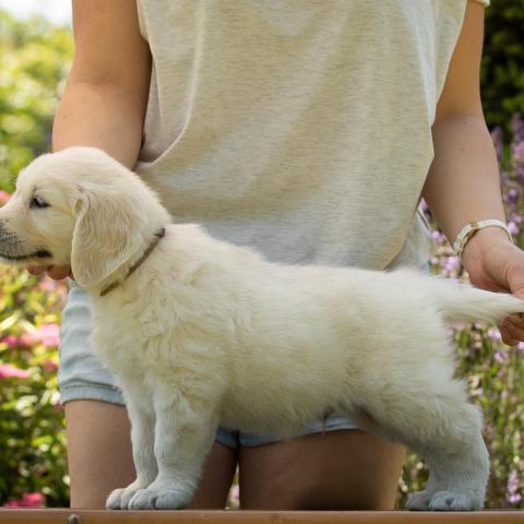 Lindenhoney Cinnamon Roll