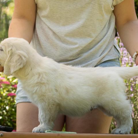 Lindenhoney Chupa Chups