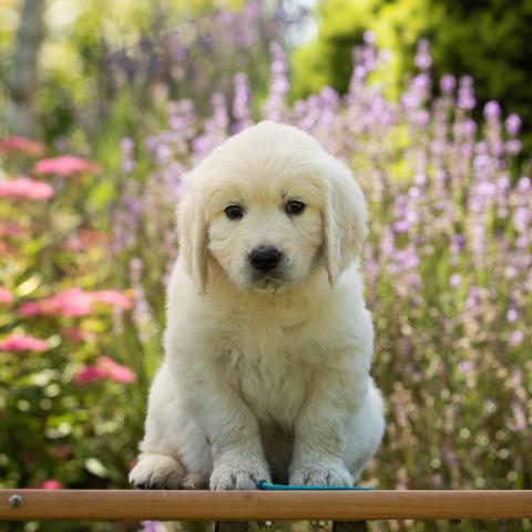 Lindenhoney Cheerleader