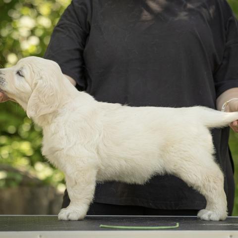 Lindenhoney Endless Summer