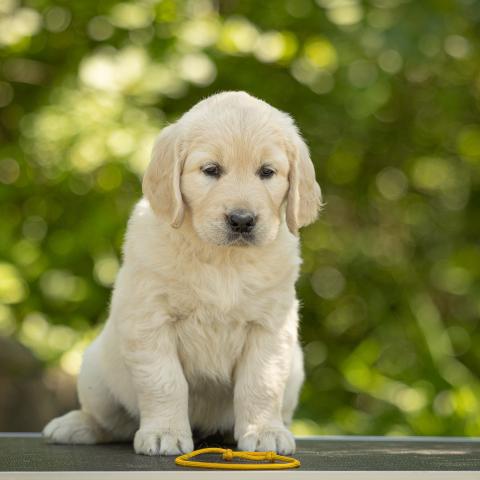 Lindenhoney Evening Primrose