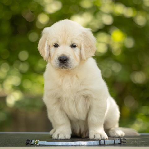 Lindenhoney Everything You Want