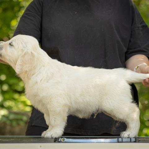 Lindenhoney Everything You Want