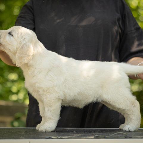 Lindenhoney Emblem Of Love