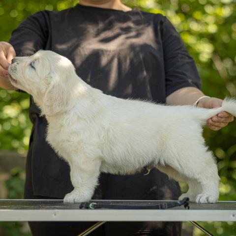 Lindenhoney Essencial Supreme