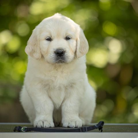 Lindenhoney Essencial Supreme